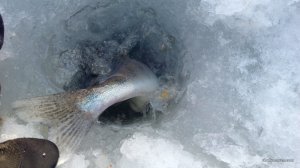 IMG_20170212_151248.jpg