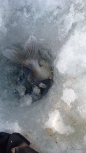 IMG_20170212_151254.jpg