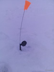 IMG_20170213_071126.jpg