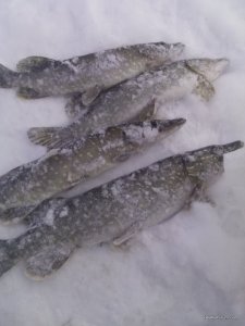 IMG_20170213_094316.jpg