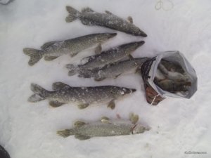 IMG_20170213_153915.jpg