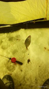IMG_20170216_125809.jpg