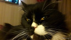 кот.jpeg