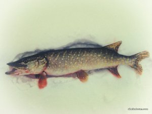IMG_1848.JPG