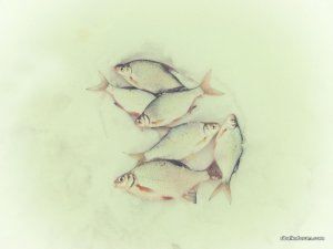 IMG_1852.JPG