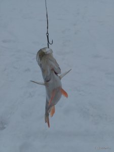 IMG_20170218_121203.jpg