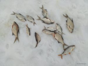 IMG_20170218_160504.jpg