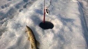 WP_20170220_021[1].jpg