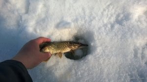 WP_20170220_022[1].jpg