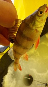 IMG_20170222_100043.jpg
