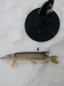 IMG_20170217_072338.jpg