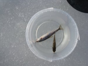 IMG_0074.JPG
