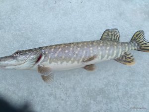 IMG_20170225_152137.jpg