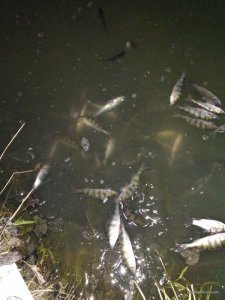 IMG_20170225_194830.jpg