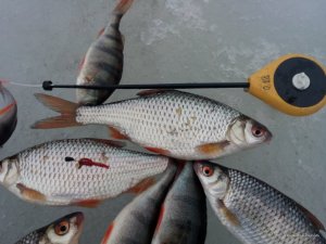 IMG_20170225_133330.jpg