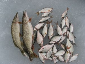 IMG_1905.JPG