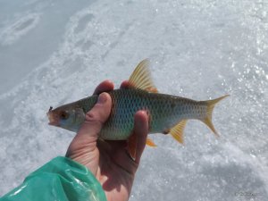 IMG_1512.JPG