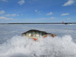 IMG_1517.JPG