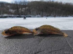 IMG_1525.JPG