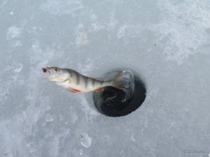 IMG_1529.JPG