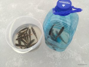 IMG_20170228_153838.jpg