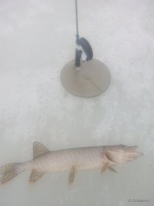 IMG_20170228_090456.jpg