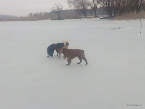 IMG_20170228_093150.jpg