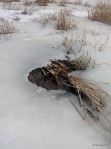 IMG_20170228_152332.jpg