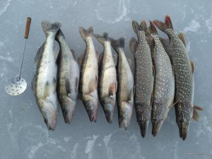 IMG_2017-03-02_131357.jpg