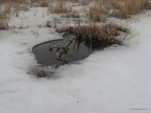 IMG_0087.JPG
