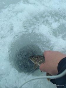 IMG_20170303_074242.jpg
