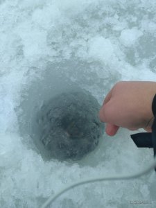 IMG_20170303_074246.jpg