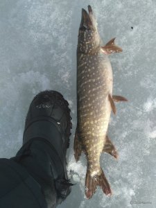 IMG_20170303_144718.jpg