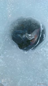 IMG_20170304_155243.jpg