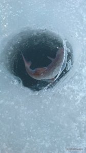 IMG_20170304_155252.jpg