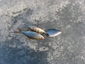 IMG_1924.JPG