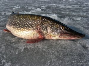 IMG_1944.JPG