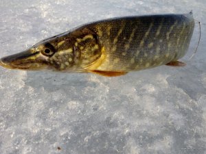 IMG_20170305_071256.jpg