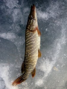 IMG_20170305_075112.jpg