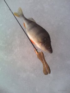 IMG_20170306_112653.jpg