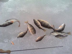IMG_20170306_112641.jpg