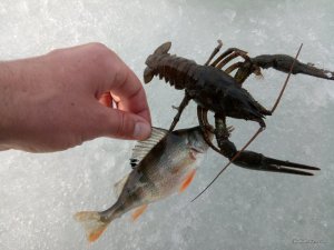 IMG_20170305_125243.jpg