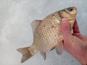 IMG_20170225_090306.jpg