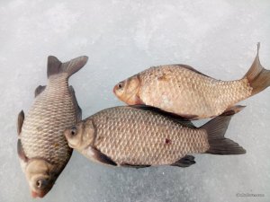 IMG_20170225_091923.jpg