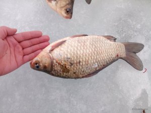 IMG_20170225_093840.jpg