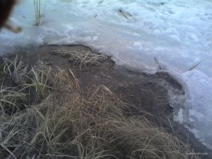 IMG_20170308_063337.jpg