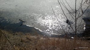 2017-03-08-890.jpg
