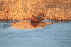 IMG_5890.JPG