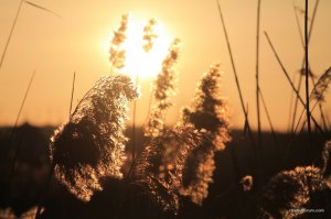 IMG_5911.JPG