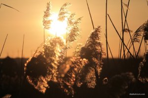 IMG_5913.JPG